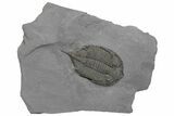 Dalmanites Trilobite Fossil - New York #219911-1
